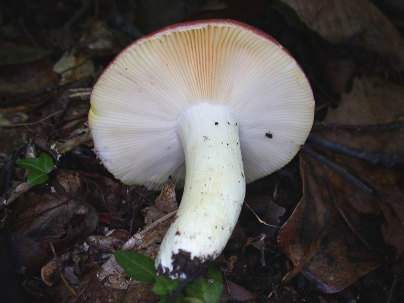 Escursione autunnale in Corsica - 3